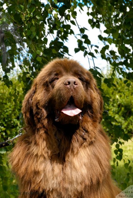 Фото: ньюфаундленд Анджело Орсо Вильгельм (Angelo Orso Vilgelm)