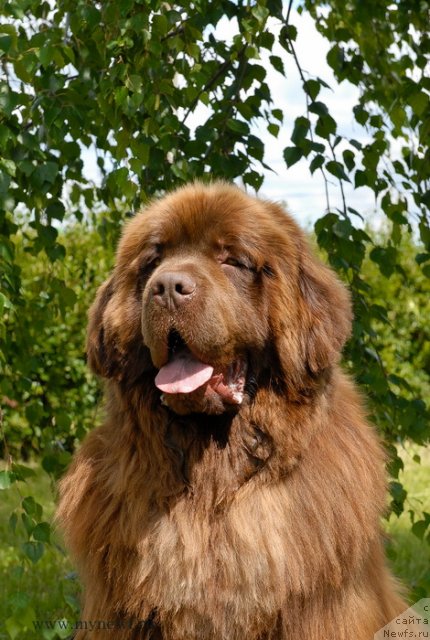 Фото: ньюфаундленд Анджело Орсо Вильгельм (Angelo Orso Vilgelm)