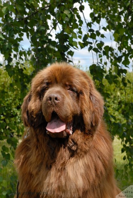 Фото: ньюфаундленд Анджело Орсо Вильгельм (Angelo Orso Vilgelm)