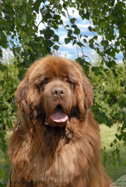 Фото: ньюфаундленд Анджело Орсо Вильгельм (Angelo Orso Vilgelm)