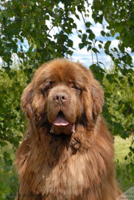 Фото: ньюфаундленд Анджело Орсо Вильгельм (Angelo Orso Vilgelm)