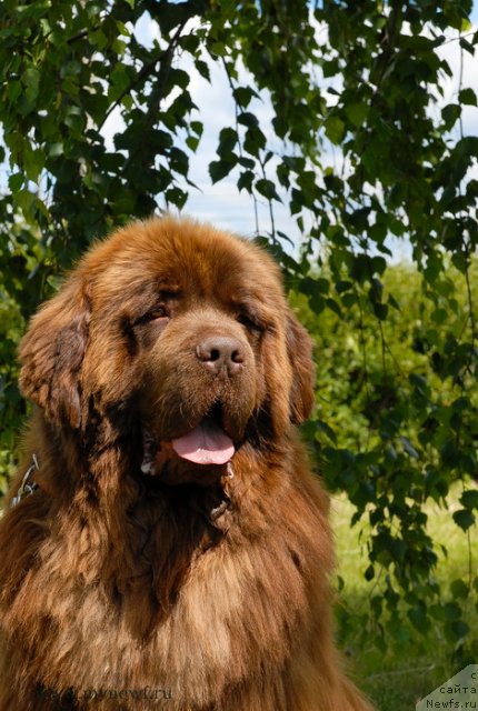 Фото: ньюфаундленд Анджело Орсо Вильгельм (Angelo Orso Vilgelm)