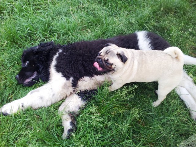 Фото: ньюфаундленд Супер Бизон Златогор
