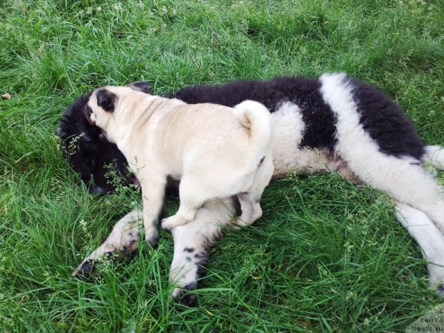 Фото: ньюфаундленд Супер Бизон Златогор