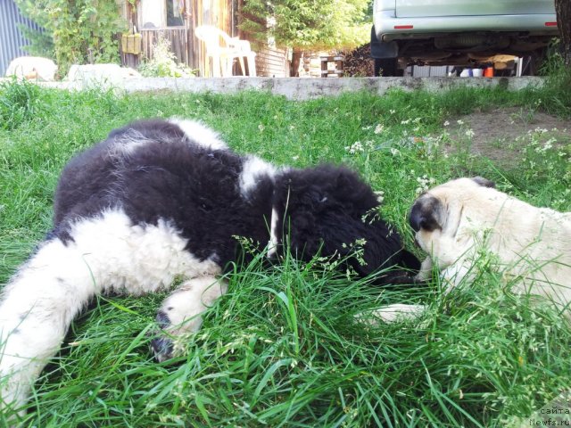 Фото: ньюфаундленд Супер Бизон Златогор