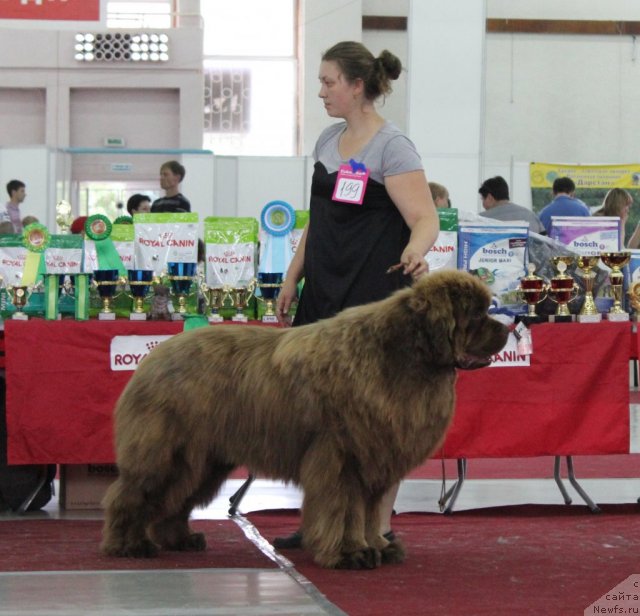 Фото: Командор Из Медвежъего Яра