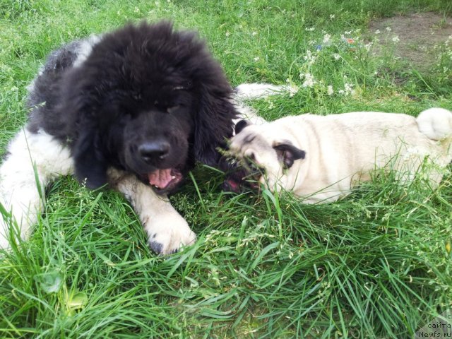 Фото: ньюфаундленд Супер Бизон Златогор