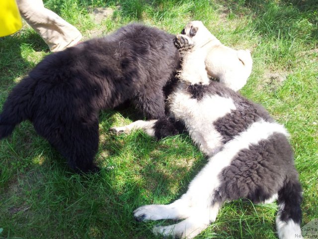 Фото: ньюфаундленд Супер Бизон Златогор, ньюфаундленд Супер Бизон Индия