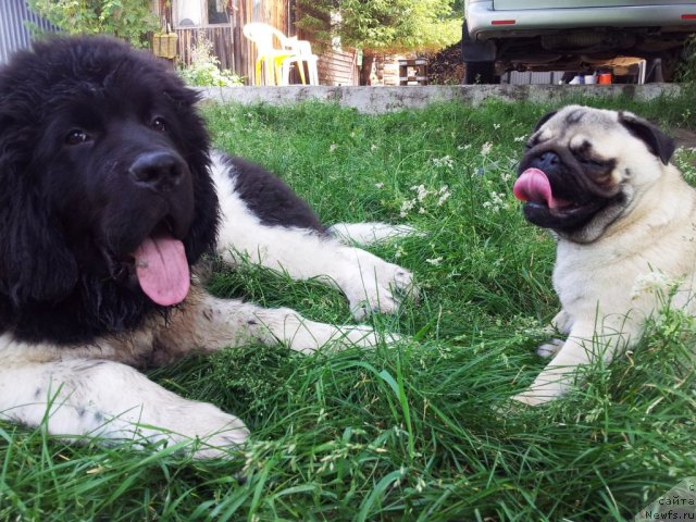 Фото: ньюфаундленд Супер Бизон Златогор