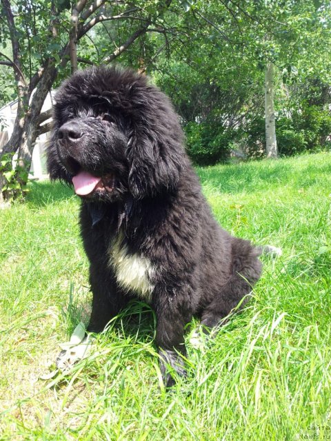 Фото: ньюфаундленд Супер Бизон Индия