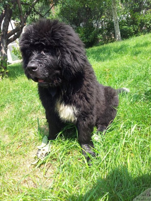 Фото: ньюфаундленд Супер Бизон Индия