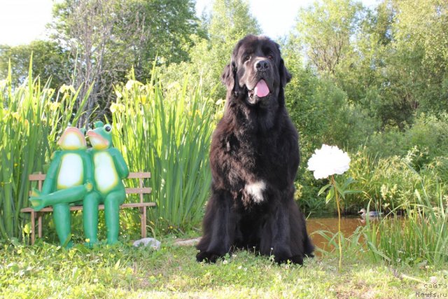 Фото: ньюфаундленд Дар Свезы Юника Сагитта (Dar Svezy Unika Sagitta)