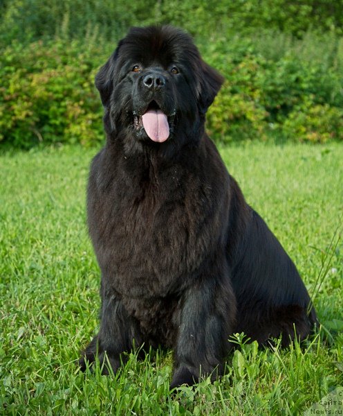 Фотография № 100486