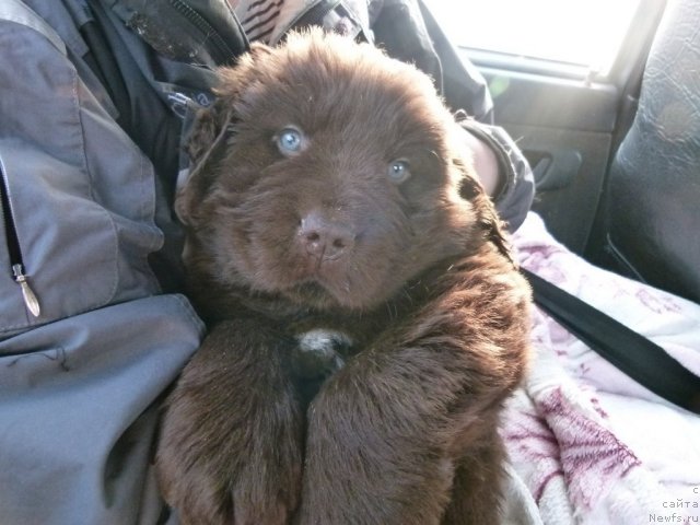 Фото: ньюфаундленд Ньюфорт Ровер Браун