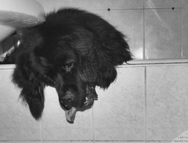 Фото: ньюфаундленд Звездный Ангел