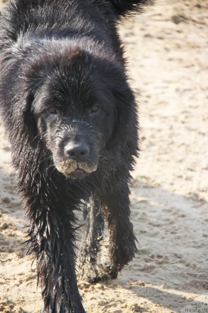 Фото: ньюфаундленд Дар Свезы Бона Фидес (Dar Svezy Bona Fides)