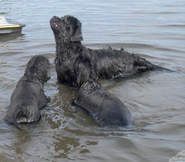 Фото: ньюфаундленд Бегущая по Волнам Высшая Лига, ньюфаундленд Бегущая по Волнам Целуй Меня Крепче, ньюфаундленд Бегущая по Волнам Царица Савская