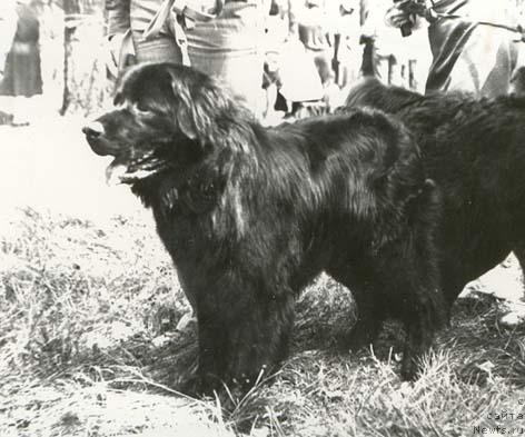 Фото: ньюфаундленд Лорд