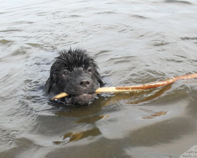 Фото: ньюфаундленд Бегущая по Волнам Царица Савская