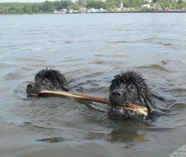 Фото: ньюфаундленд Бегущая по Волнам Целуй Меня Крепче, ньюфаундленд Бегущая по Волнам Царица Савская