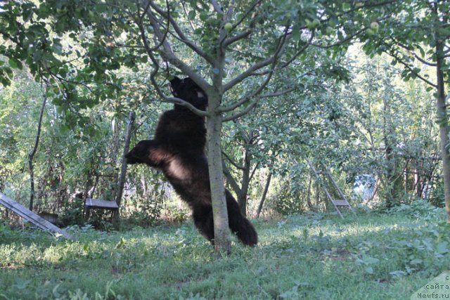 Фотография № 100503