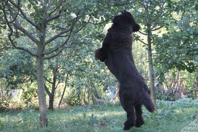 Фото: ньюфаундленд Сентябрина с Берега Дона (Sentyabrina s Berega Dona)