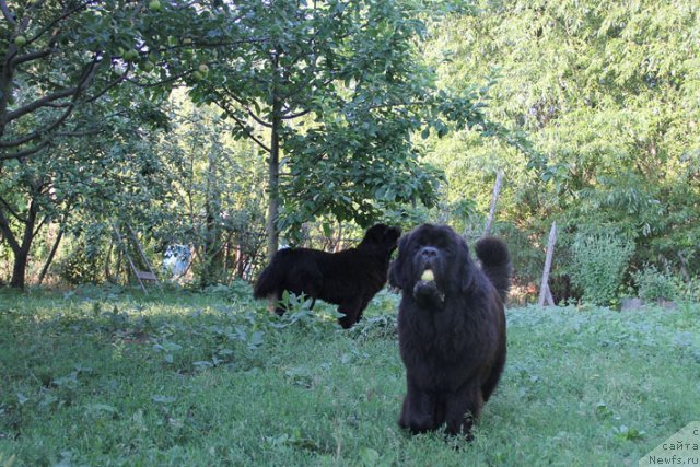 Фотография № 100507