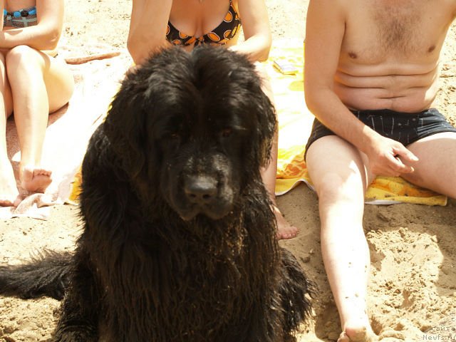 Фото: ньюфаундленд Понтус Пит