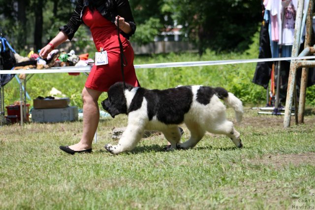 Фото: ньюфаундленд Супер Премиум Литониэль Валланинор (Super Premium Litoniel Vallaninor)