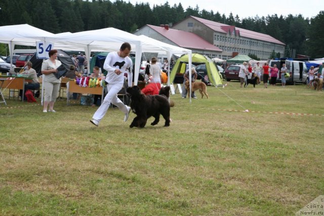 Фото: ньюфаундленд Love Me Tender Midnight Bear