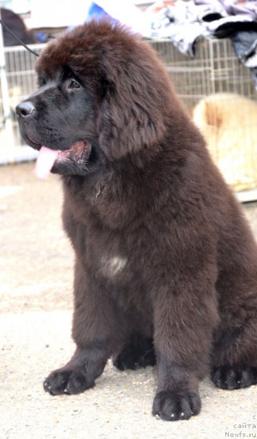 Фото: ньюфаундленд Бегущая по Волнам Флеур Доранге