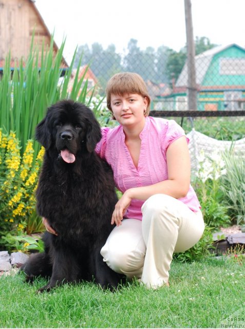 Фото: ньюфаундленд Формула Любви от Сибирского Медведя, Елена Попова