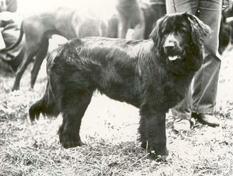Фото: ньюфаундленд Дези Аскрин