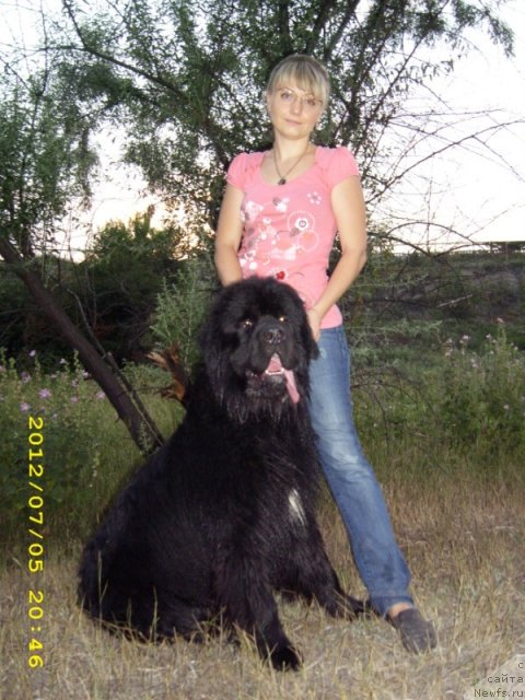 Фото: ньюфаундленд Клаус Блэк, Екатерина Коковина