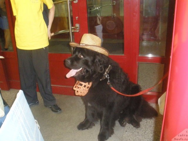 Фото: ньюфаундленд Бекингем