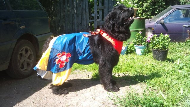 Фото: ньюфаундленд Фанньюф Улетная Девчонка (Funnewf Uletnaya Devchenka)