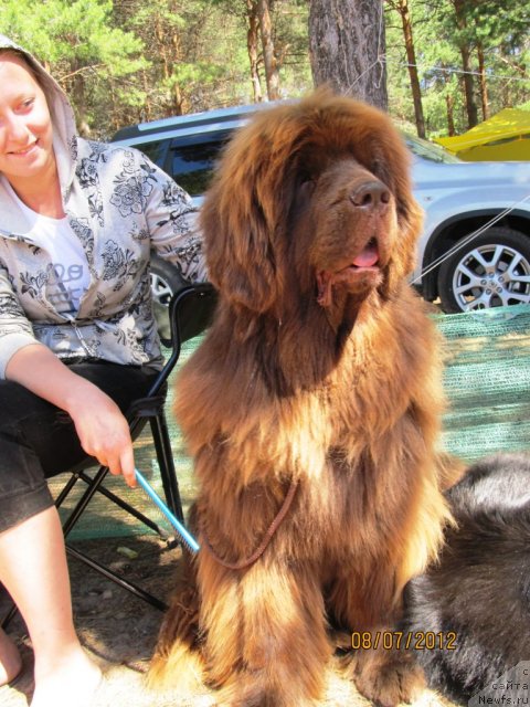 Фото: ньюфаундленд Бархатка Роскошная, Алена