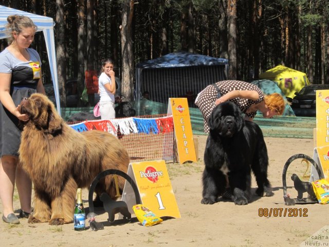 Фото: Екатерина Плотникова, ньюфаундленд Командор из Медвежьего Яра