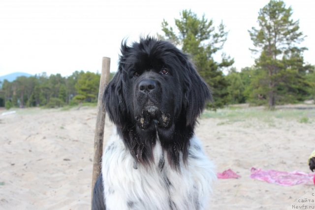 Фотография № 100721