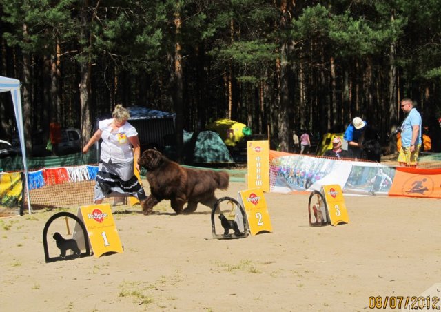 Фото: ньюфаундленд Супер Премиум Брабус, Ирина Панюшкина