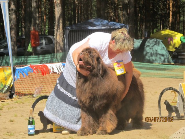 Фото: ньюфаундленд Супер Премиум Брабус, Ирина Панюшкина