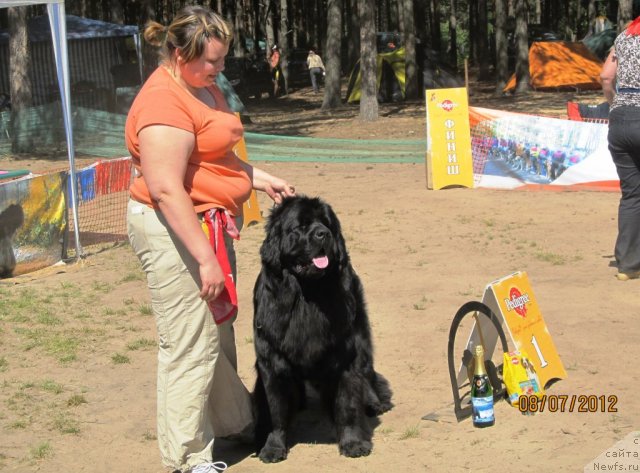 Фото: ньюфаундленд Undercover Angel Nuo Ozo Kalvu, Наталья Гостюхина