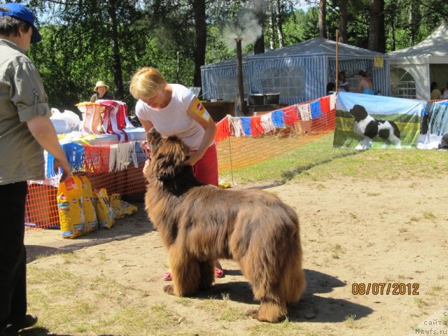 Фото: ньюфаундленд Бархатка Роскошная, Светлана Пермякова