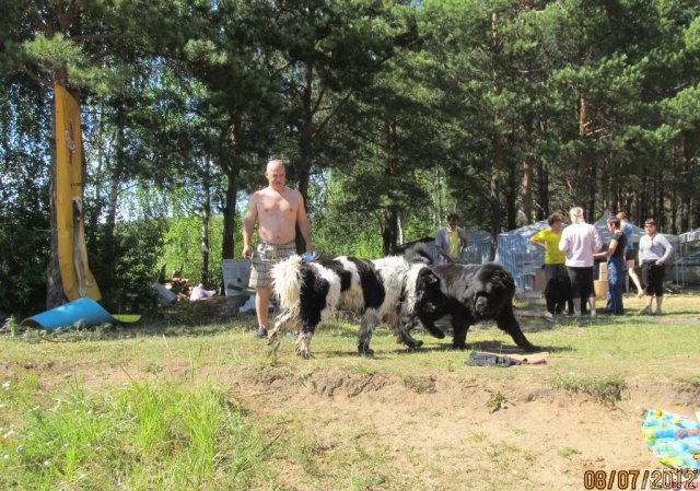 Фото: ньюфаундленд Их Высочество Владлена Маджикс, ньюфаундленд Супер Бизон Екатеринбург (Super Bizon Ekaterinburg), Алексей Нистратов