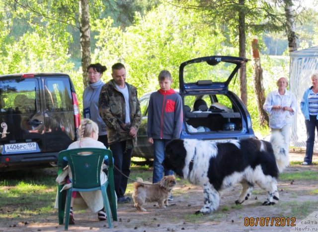 Фото: ньюфаундленд Супер Бизон Екатеринбург (Super Bizon Ekaterinburg)