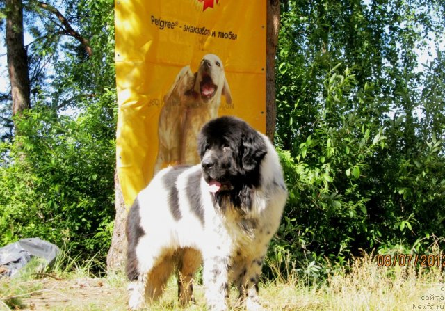 Фото: ньюфаундленд Супер Бизон Екатеринбург (Super Bizon Ekaterinburg)