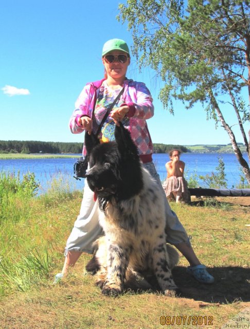 Фото: ньюфаундленд Супер Бизон Екатеринбург (Super Bizon Ekaterinburg), Ирина Нистратова