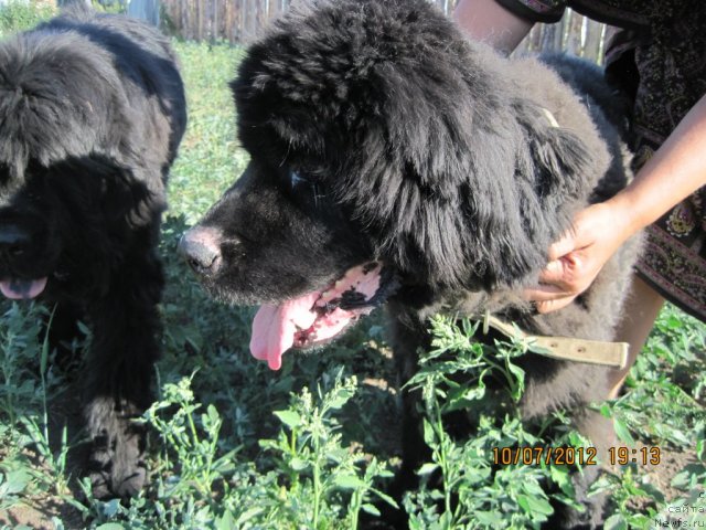 Фотография № 100796