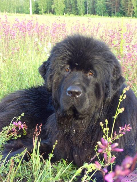 Фотография № 10081