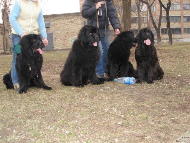 Фото: ньюфаундленд Рашель (Rashel), ньюфаундленд Таффи Милая Бестия, ньюфаундленд Наследник Престола от Сибирского Медведя (Naslednik Prestola ot Sibirskogo Medvedya), ньюфаундленд Rayhan King II